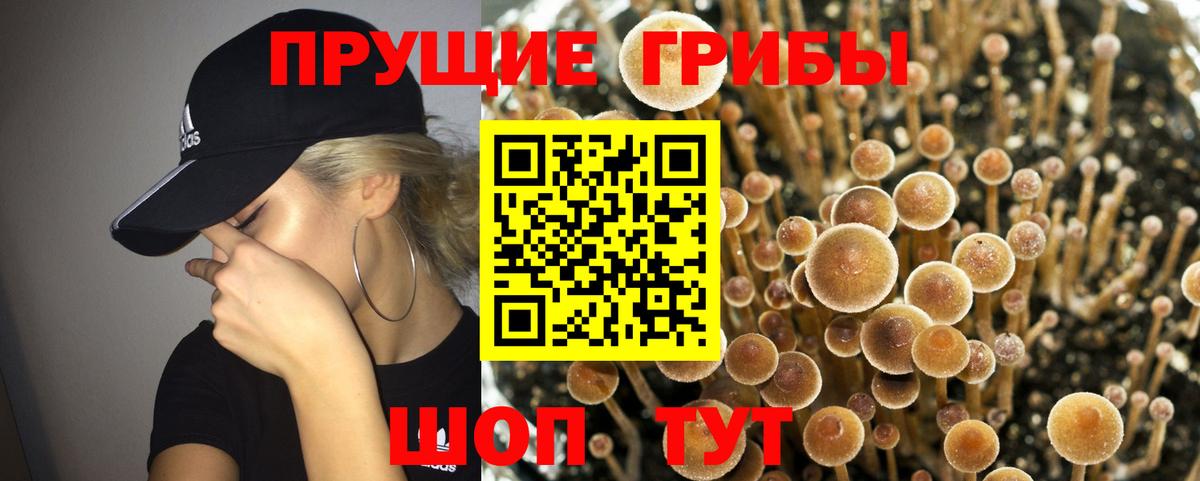 Псилоцибиновые грибы Cubensis  Галлюциногенные грибы Cubensis  Новодвинск  Вход с VPN 